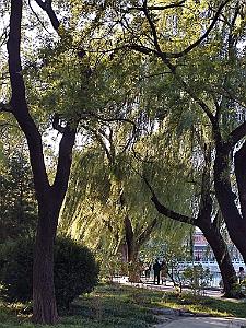 2023 11 PEKIN - PARC BEIHAI (15)